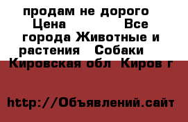 продам не дорого › Цена ­ 10 000 - Все города Животные и растения » Собаки   . Кировская обл.,Киров г.